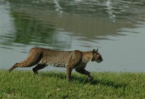 Running Bobcat 